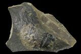 Cambrian Paradoxides Trilobite Fossil - Czech Republic #135536-1